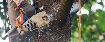 Reliable Scottsboro, AL Tree Care Services Solutions