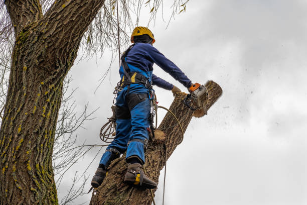 Best Fruit Tree Pruning  in Scottsboro, AL