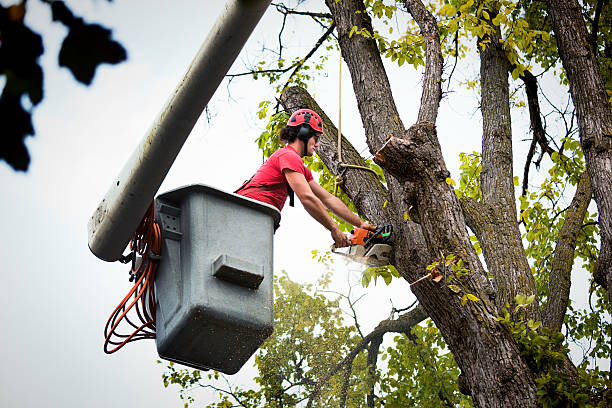 How Our Tree Care Process Works  in  Scottsboro, AL