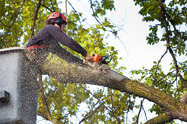 Best Lawn Mowing  in Scottsboro, AL